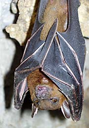 'Hanging Bat in a Cave in Krabi Province' by Asienreisender